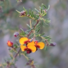 Dillwynia phylicoides at Acton, ACT - 7 Sep 2024