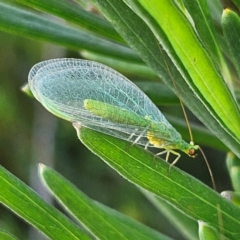 Unidentified Lacewing (Neuroptera) at Bombay, NSW - 7 Sep 2024 by MatthewFrawley