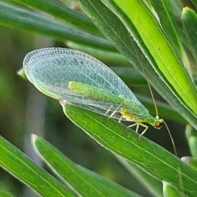 Plesiochrysa ramburi (A Green Lacewing) at Bombay, NSW - 7 Sep 2024 by MatthewFrawley