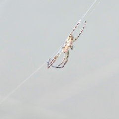 Unidentified Orb-weaving spider (several families) at Braidwood, NSW - 7 Sep 2024 by MatthewFrawley