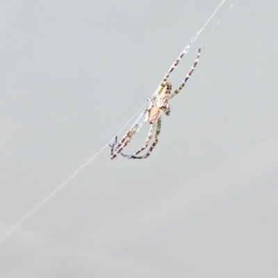 Unidentified Orb-weaving spider (several families) at Braidwood, NSW - 7 Sep 2024 by MatthewFrawley