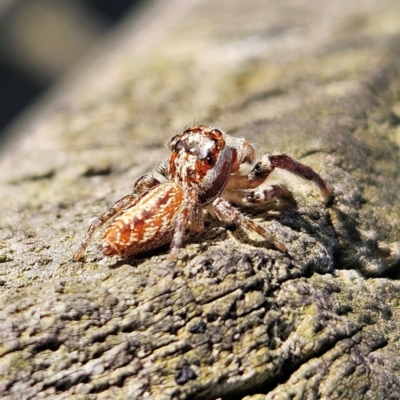 Opisthoncus sp. (genus) (Unidentified Opisthoncus jumping spider) at Braidwood, NSW - 7 Sep 2024 by MatthewFrawley