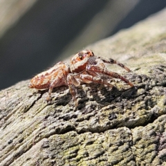 Opisthoncus sp. (genus) at Braidwood, NSW - 7 Sep 2024