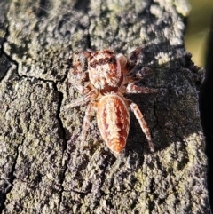 Opisthoncus sp. (genus) at Braidwood, NSW - 7 Sep 2024 04:08 PM