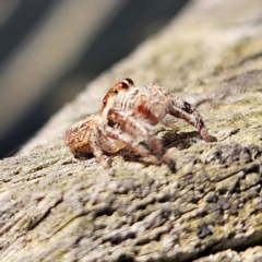 Opisthoncus sp. (genus) at Braidwood, NSW - 7 Sep 2024 04:08 PM