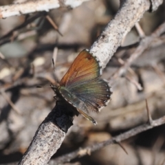 Paralucia crosbyi (Violet Copper Butterfly) at Yarrangobilly, NSW - 6 Sep 2024 by RAllen