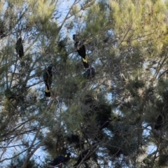 Zanda funerea (Yellow-tailed Black-Cockatoo) at Lawson, ACT - 7 Sep 2024 by JimL