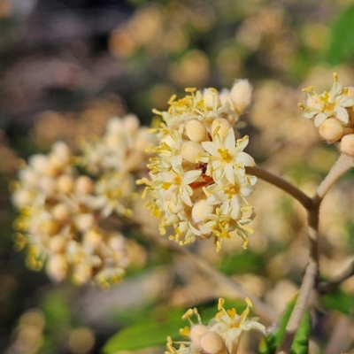 Pomaderris sp. at Bombay, NSW - 7 Sep 2024 by MatthewFrawley