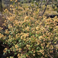 Pomaderris andromedifolia subsp. andromedifolia at Bombay, NSW - 7 Sep 2024 02:38 PM