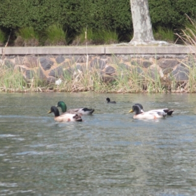 Anas platyrhynchos (Mallard (Domestic Type)) at Belconnen, ACT - 7 Sep 2024 by JimL