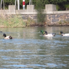 Anas platyrhynchos at Belconnen, ACT - 7 Sep 2024