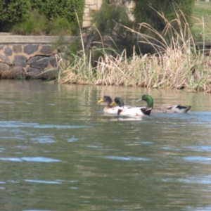 Anas platyrhynchos at Belconnen, ACT - 7 Sep 2024