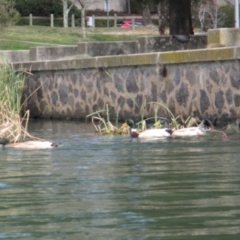 Anas platyrhynchos at Belconnen, ACT - 7 Sep 2024