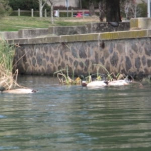 Anas platyrhynchos at Belconnen, ACT - 7 Sep 2024