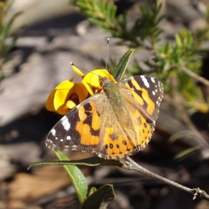 Vanessa kershawi at Bombay, NSW - 7 Sep 2024