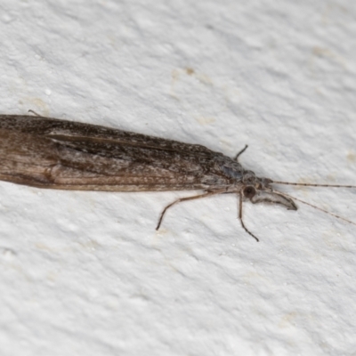 Triplectides sp. (genus) (A long-horned caddisfly) at Melba, ACT - 6 Sep 2024 by kasiaaus