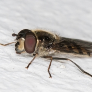 Melangyna sp. (genus) at Melba, ACT - 6 Sep 2024