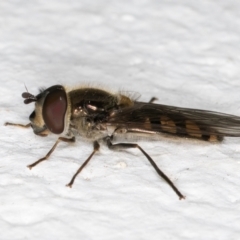 Melangyna sp. (genus) at Melba, ACT - 6 Sep 2024