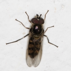 Melangyna sp. (genus) at Melba, ACT - 6 Sep 2024