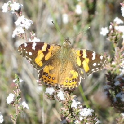 Vanessa kershawi (Australian Painted Lady) at Bombay, NSW - 7 Sep 2024 by MatthewFrawley