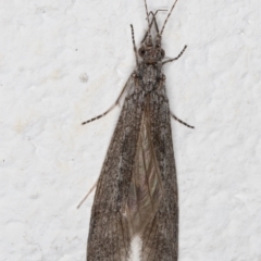 Leptoceridae sp. (family) (Long-horned caddisfly) at Melba, ACT - 6 Sep 2024 by kasiaaus