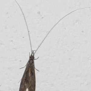 Leptoceridae sp. (family) at Melba, ACT - 6 Sep 2024