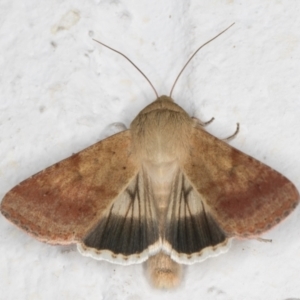 Helicoverpa punctigera at Melba, ACT - 6 Sep 2024