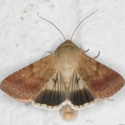 Helicoverpa punctigera (Native Budworm) at Melba, ACT - 6 Sep 2024 by kasiaaus