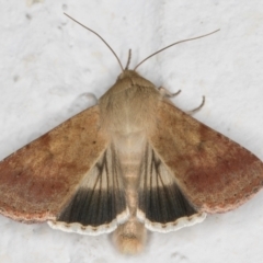 Helicoverpa punctigera at Melba, ACT - 6 Sep 2024