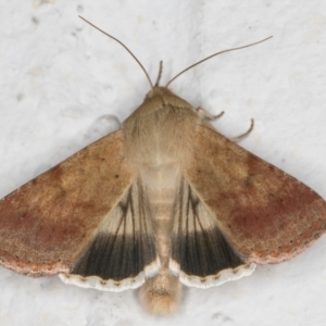 Helicoverpa punctigera at Melba, ACT - 6 Sep 2024