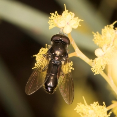 Eumerus sp. (genus) at Melba, ACT - 3 Sep 2024 by kasiaaus