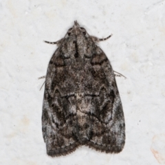 Etanna clopaea (A Noctuid moth (family Nolidae)) at Melba, ACT - 6 Sep 2024 by kasiaaus