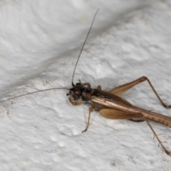 Trigonidium sp. (genus) (A Sword-tail Cricket) at Melba, ACT - 7 Sep 2024 by kasiaaus