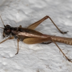 Trigonidium sp. (genus) at Melba, ACT - 7 Sep 2024