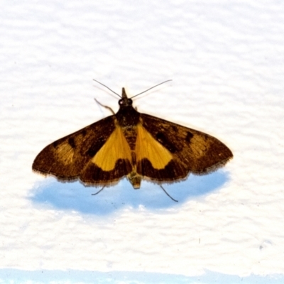 Uresiphita ornithopteralis at Penrose, NSW - 6 Sep 2024 by Aussiegall