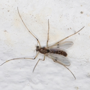 Chironomidae (family) at Melba, ACT - 7 Sep 2024