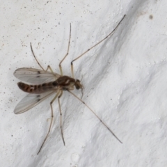 Chironomidae (family) at Melba, ACT - 7 Sep 2024