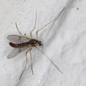 Chironomidae (family) at Melba, ACT - 7 Sep 2024