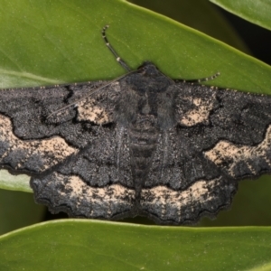 Melanodes anthracitaria at Melba, ACT - 7 Sep 2024 01:20 AM