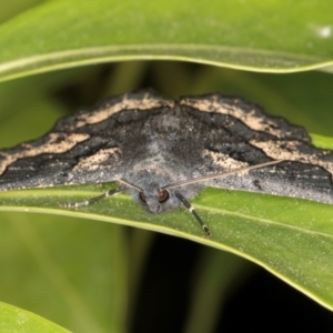 Melanodes anthracitaria at Melba, ACT - 7 Sep 2024