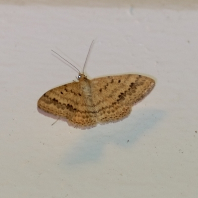 Scopula rubraria at Penrose, NSW - 6 Sep 2024 by Aussiegall