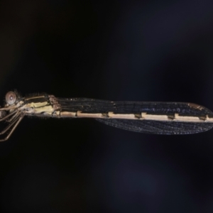 Austrolestes leda at Melba, ACT - 7 Sep 2024