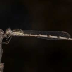 Austrolestes leda at Melba, ACT - 7 Sep 2024