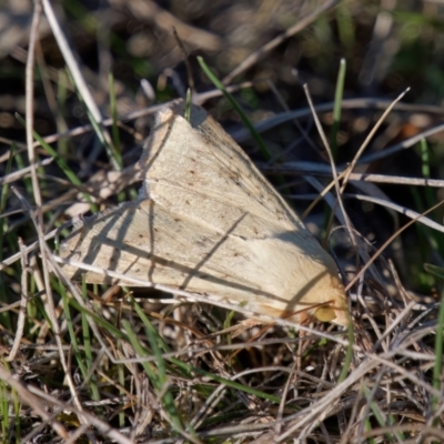 Helicoverpa (genus) at Theodore, ACT - 6 Sep 2024 by RomanSoroka