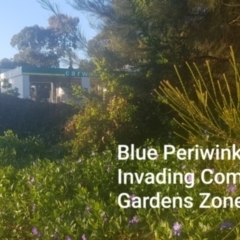 Vinca major (Blue Periwinkle) at Watson, ACT - 22 Sep 2021 by MPW