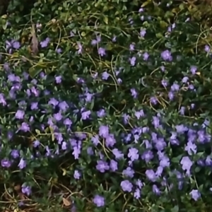 Vinca major at Watson, ACT - 22 Sep 2021