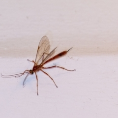 Ichneumonidae (family) at Penrose, NSW - 6 Sep 2024 by Aussiegall