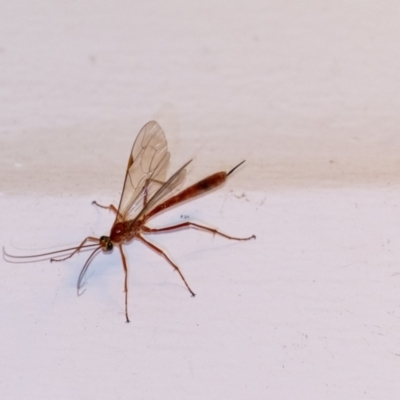 Netelia sp. (genus) (An Ichneumon wasp) at Penrose, NSW - 6 Sep 2024 by Aussiegall