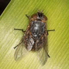 Calliphora stygia at Melba, ACT - 7 Sep 2024