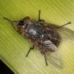 Calliphora stygia at Melba, ACT - 7 Sep 2024